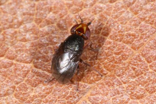 Réf. 318 467 : Camarota curvipennis